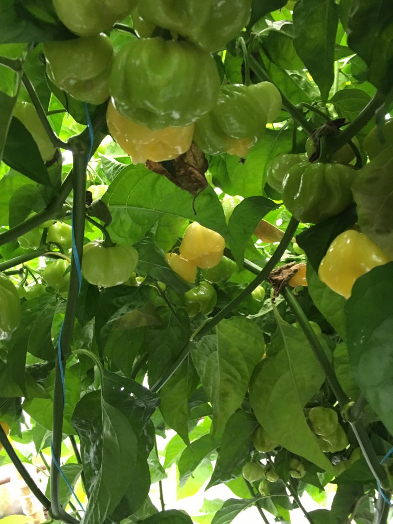 7 Pot white - C. chinense