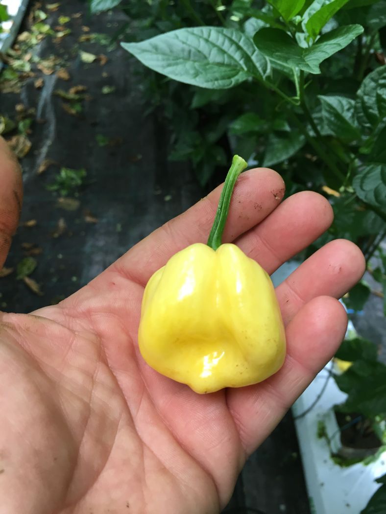 7 Pot white - 100 gram