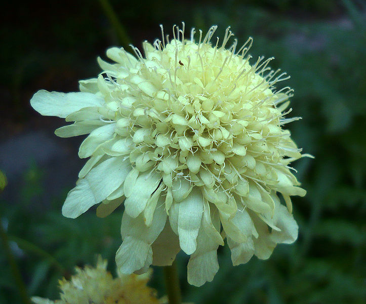 Kæmpe Skælhoved - Cephalaria gigantea