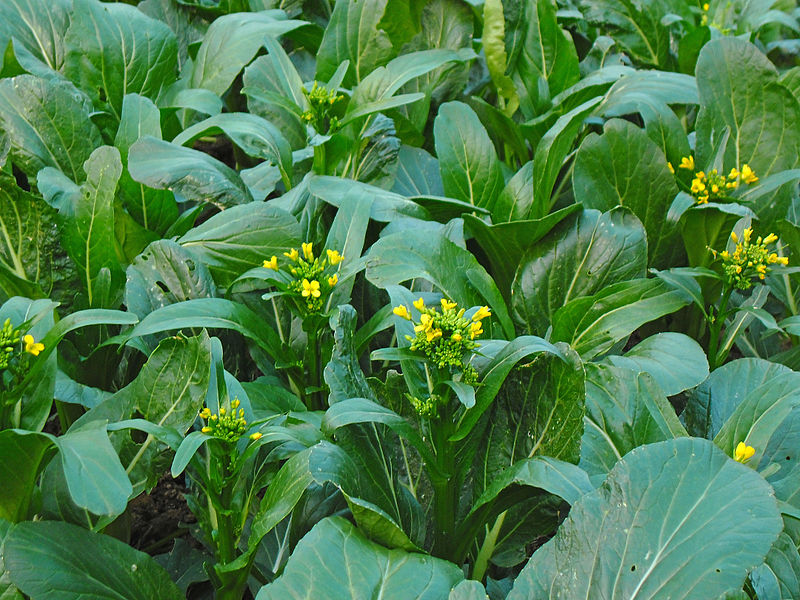 Choy Sum - Brassica rapa