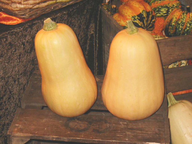 Butternut Squash - Cucurbita moschata