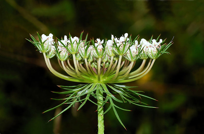 Vild Gulerod - Queen Anne's Lace - Daucus carota