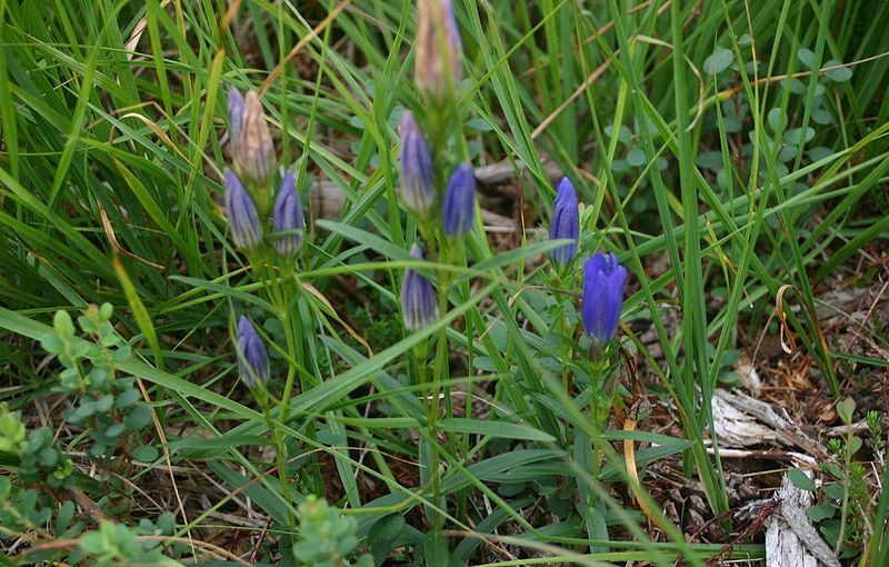 Klokkeensian - Gentiana pneumonanthe