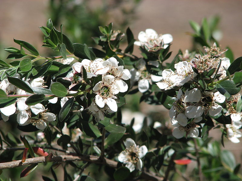 Skindende Te-Træ - Leptospermum nitidum