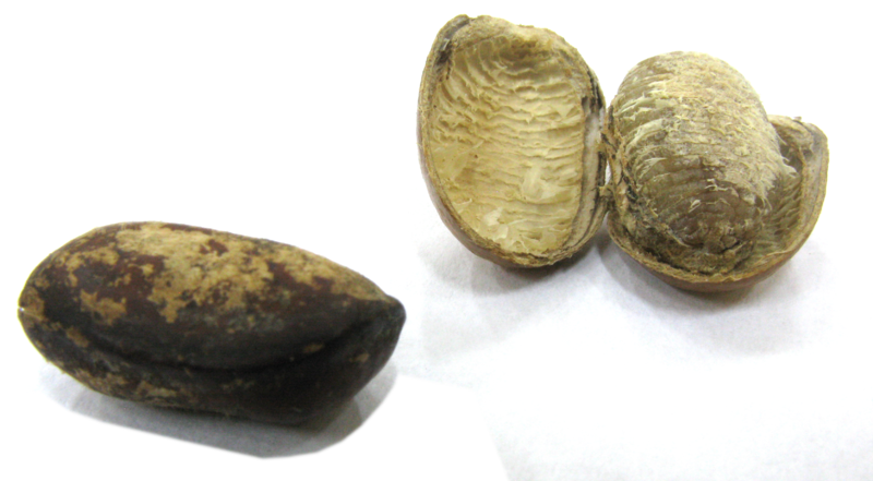 Afrikansk Muskatnød - Monodora myristica