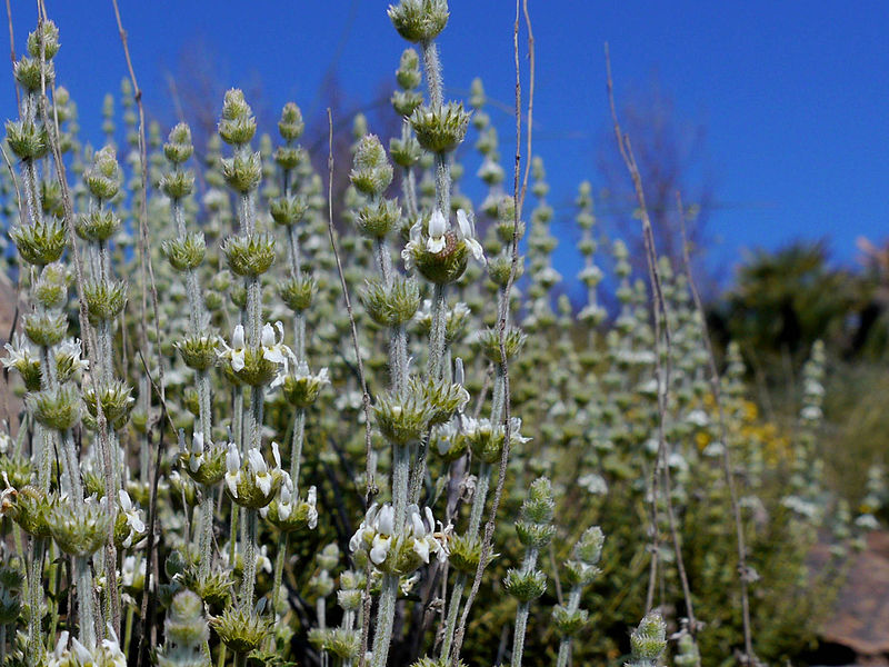 Græsk The - Sideritis scardica
