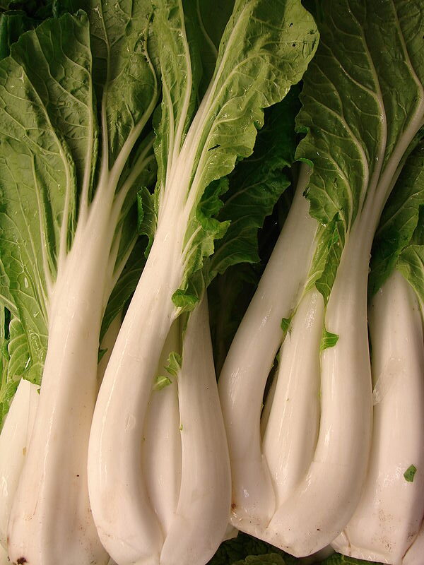 Pak Choi - Canton White - Kinesisk Bladkål