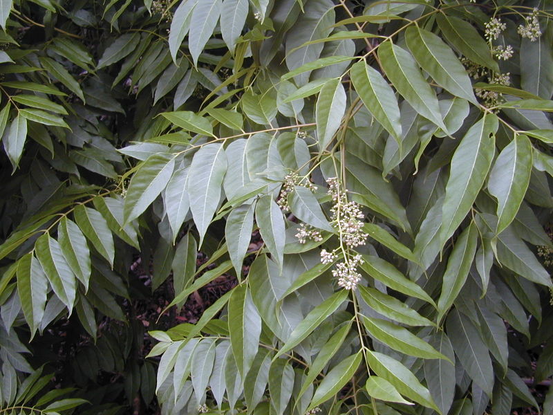 Rød Australsk Cedar - Cedrela Toona