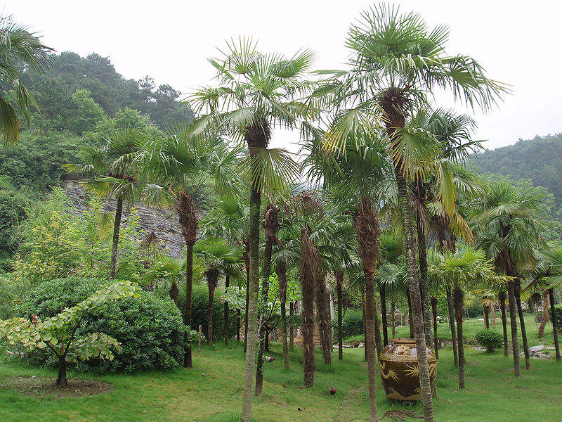 Hørpalme - Trachycarpus fortunei
