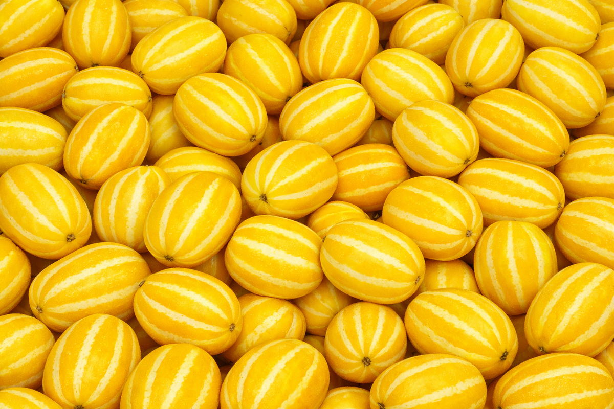 Vildmelon ( Cucumis melo agrestis)