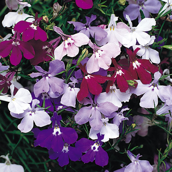 Lobelia - fountain mix