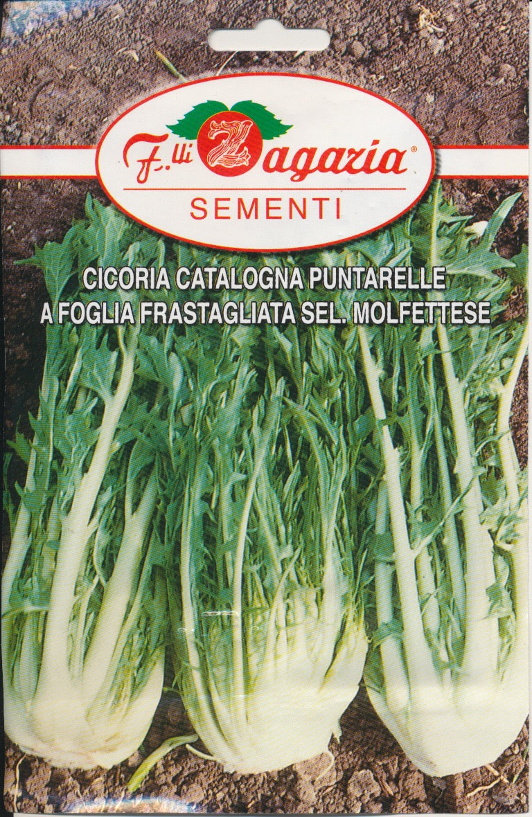 Cicoria, Puntarelle - A Foglia Frastagliata sel. Molfettese
