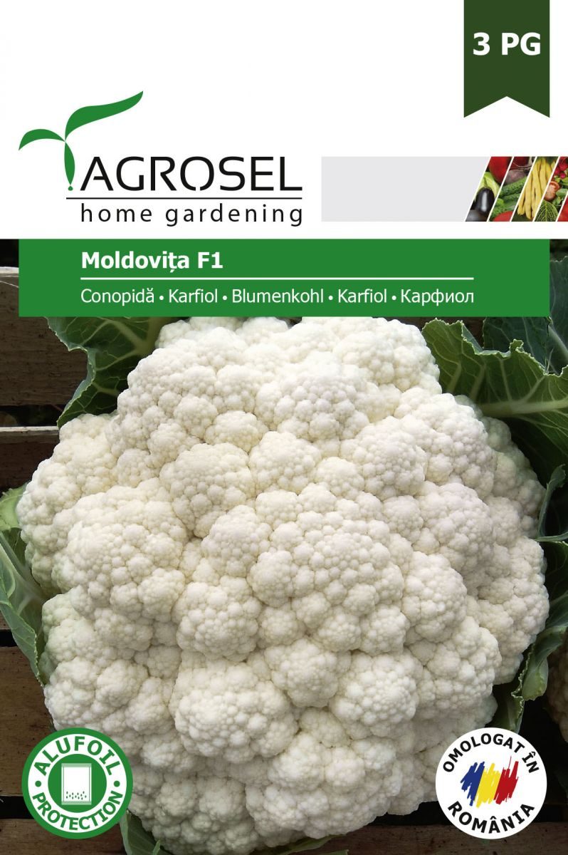 Blomkål - Moldovita F1 - PG3