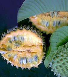 Soncoya - Annona purpurea