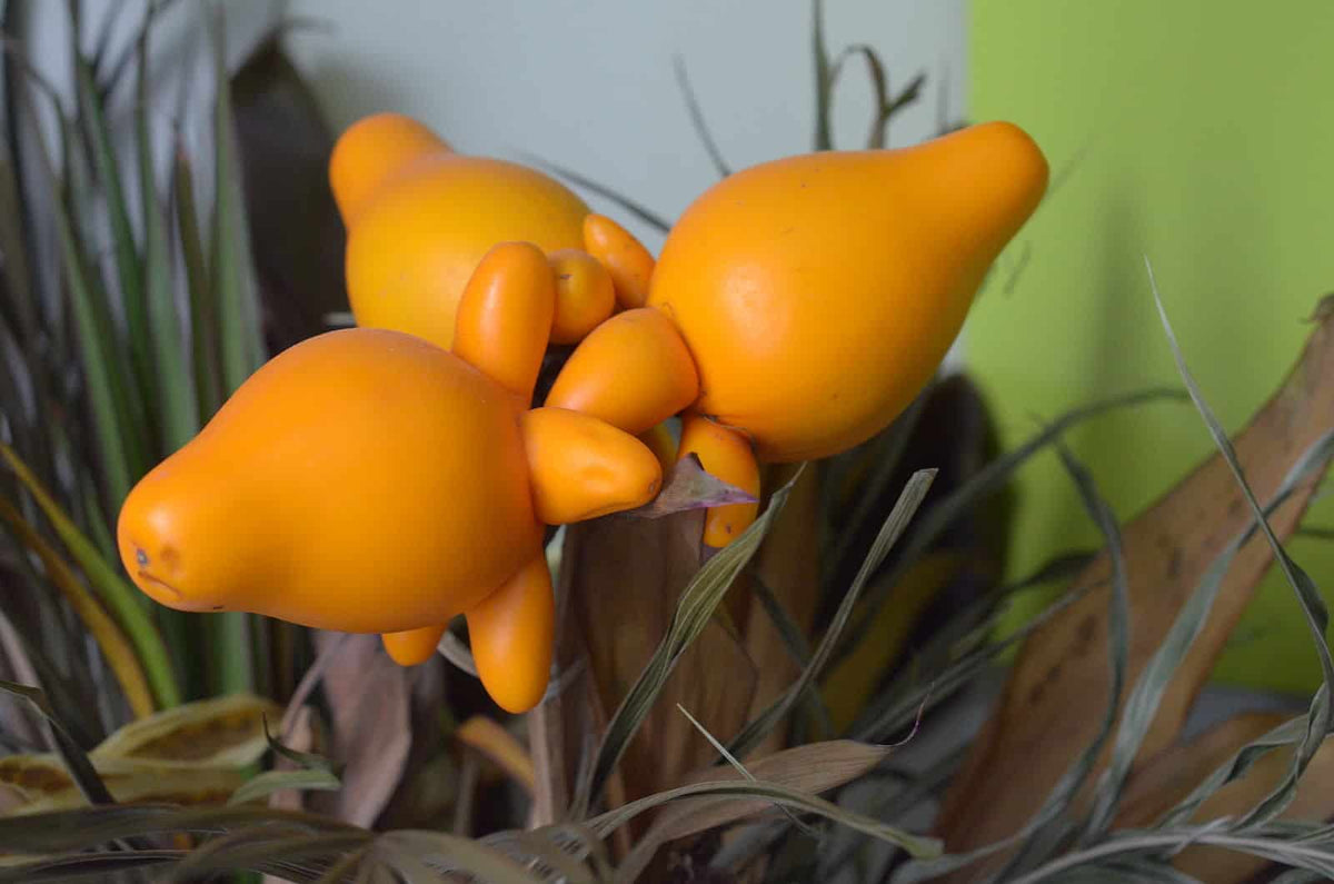Nipple Eggplant - Solanum mammosum