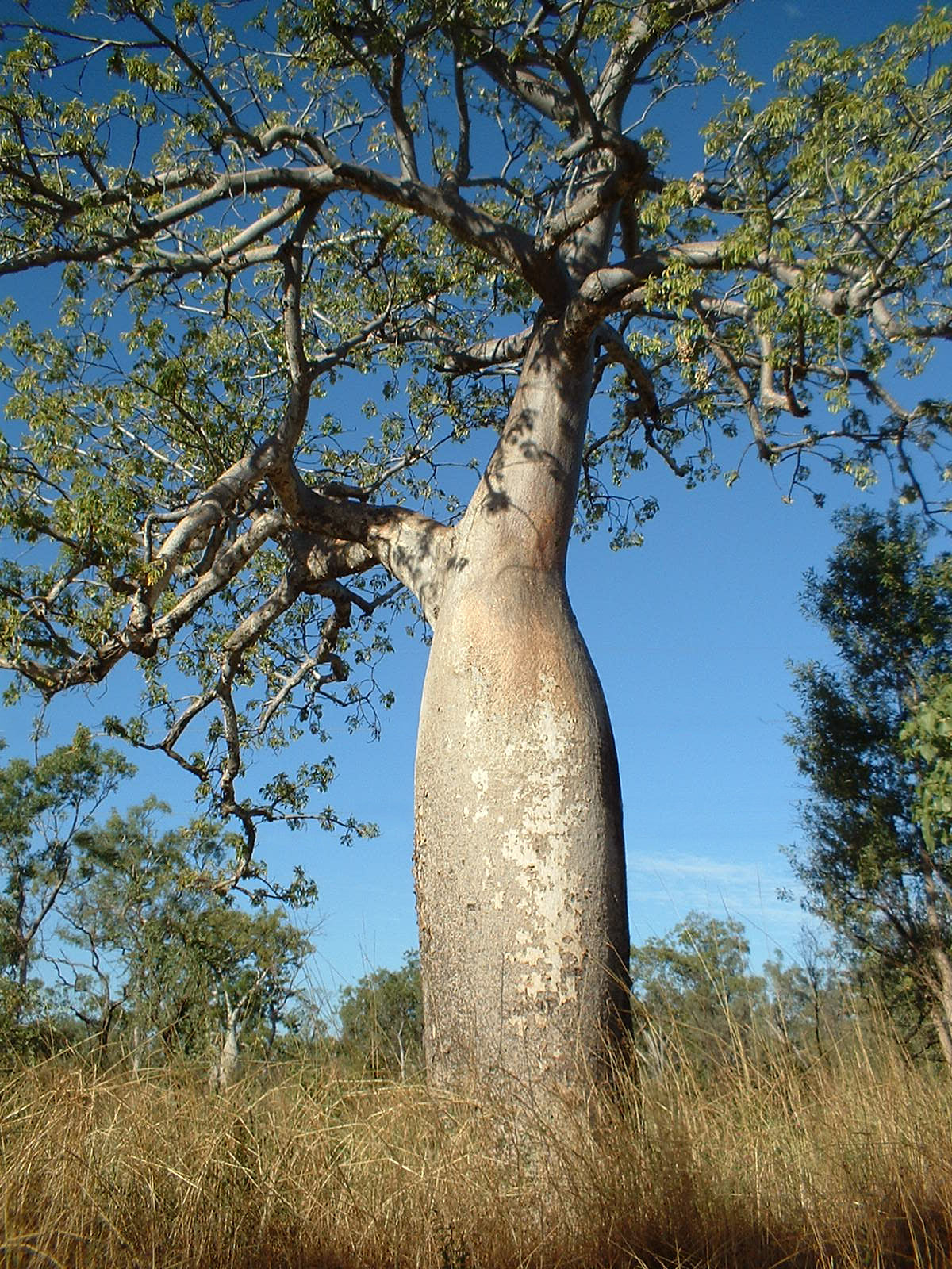 Australsk Baobab træ - Adansonia gregorii