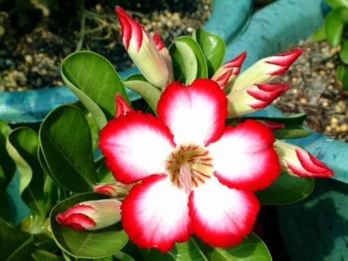 Ørkenrose - Adenium 'Full Moon'