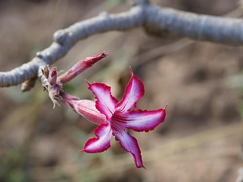 Ørkenrose - Adenium Multiflorum
