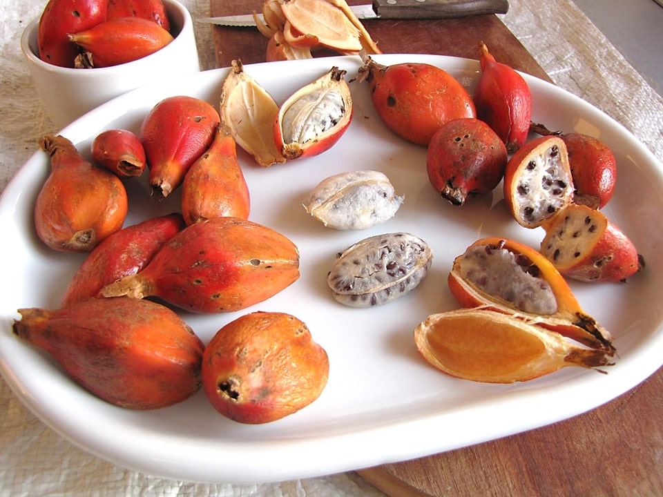 Afrikansk Kardemomme - Afromomum sp. Uganda