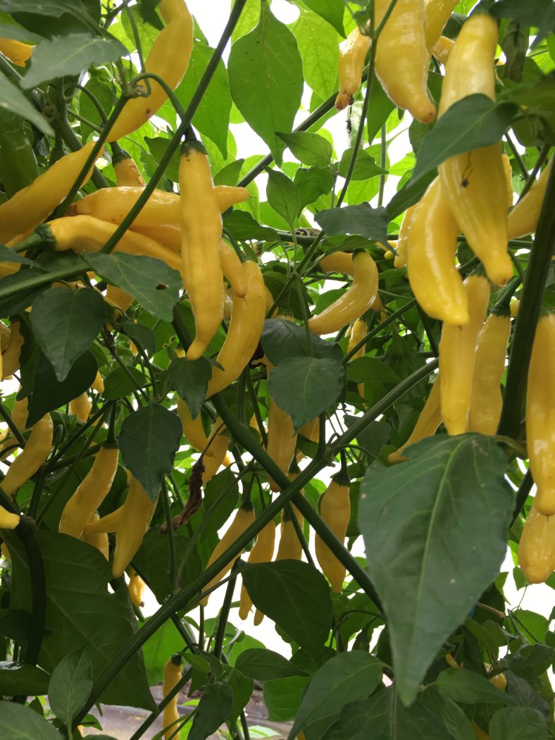 Aji Lemon - Citron Chili - 100 Gram