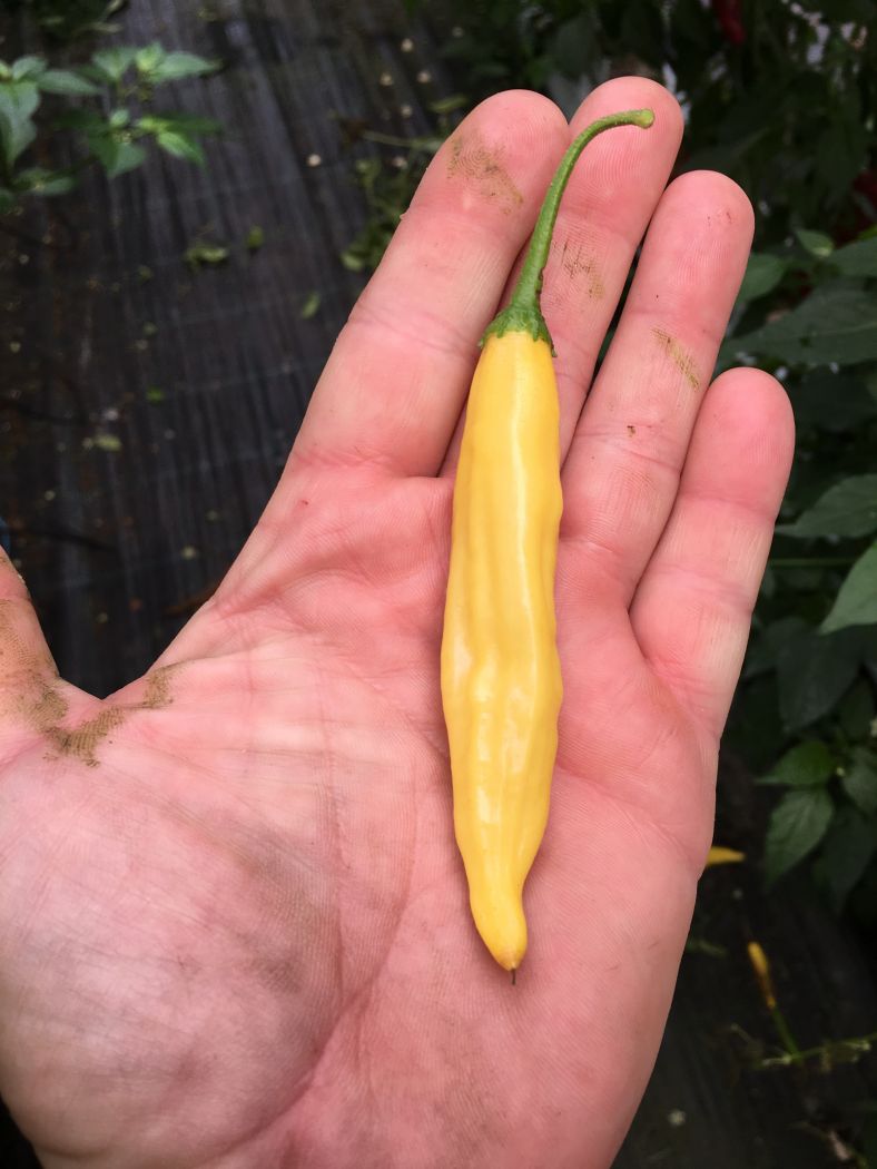 Lemon Drop - C. baccatum