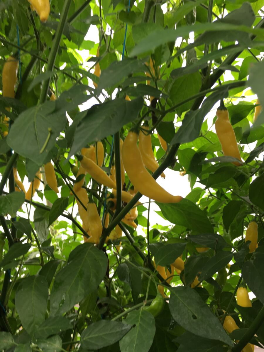 Aji Finlandia - C. baccatum