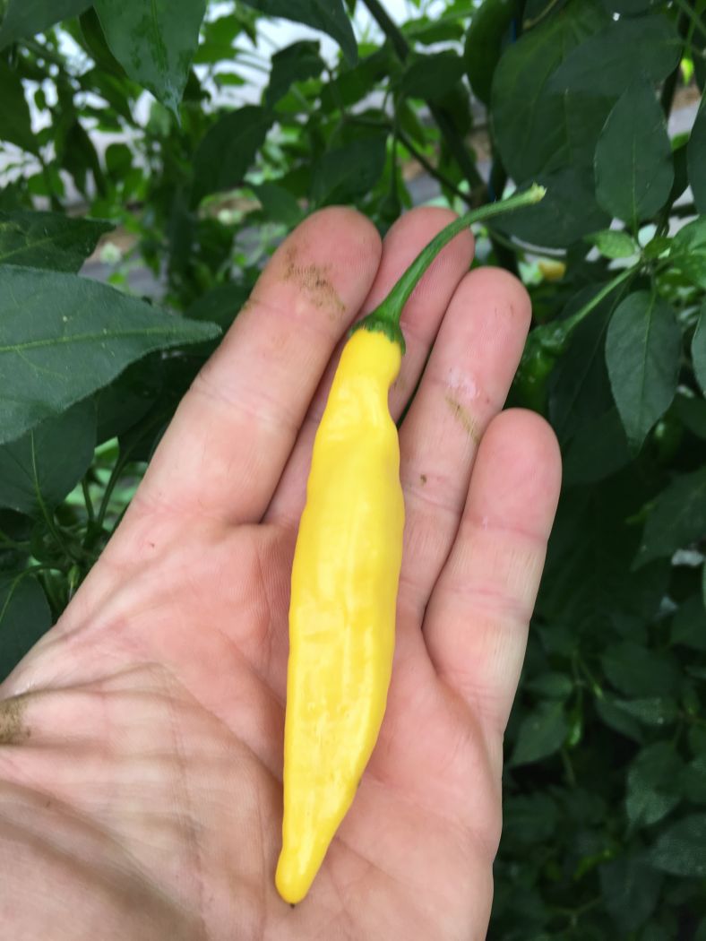 Aji Pineapple - 100 gram