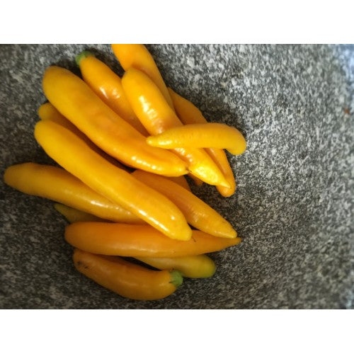 Aji Russian Yellow - C. baccatum