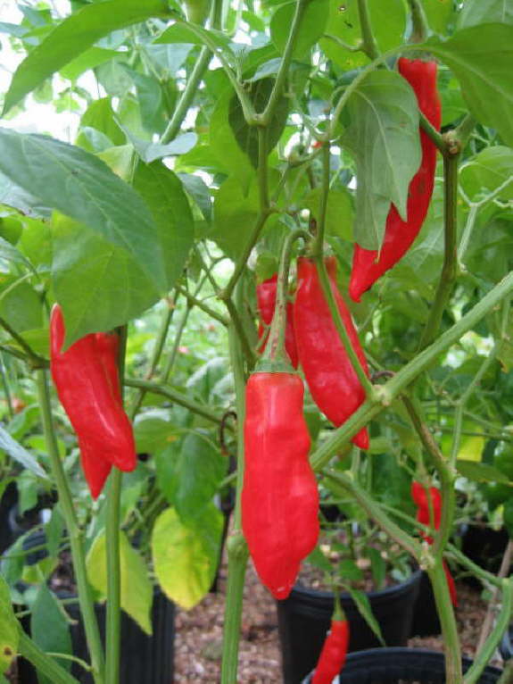 Aji Angelo – C. baccatum