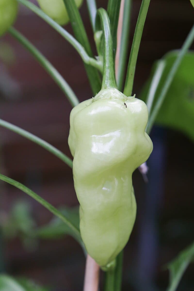 Aji White Wax - C.Baccatum