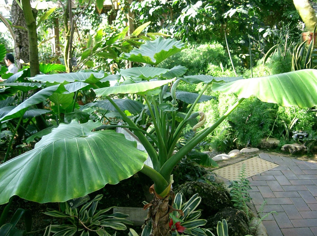 Kæmpe Opretstående Elefantører  - Alocasia odora