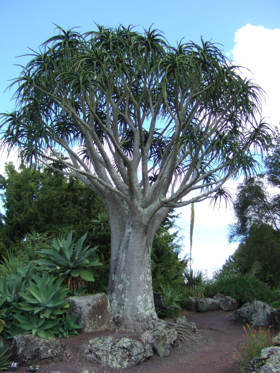 Træ Aloe - Aloe barberae