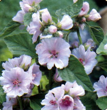 Lægestokrose - Althaea officinalis
