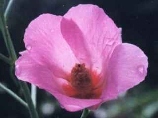Stuart's Dessert Rose - Alyogyne hakeifolia