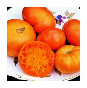 Amana Orange