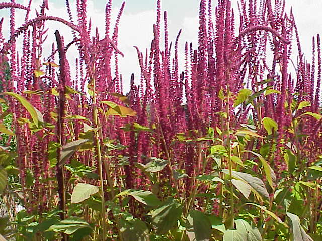 Amaranthus Cruentus -Rød eller Lilla Amaranth