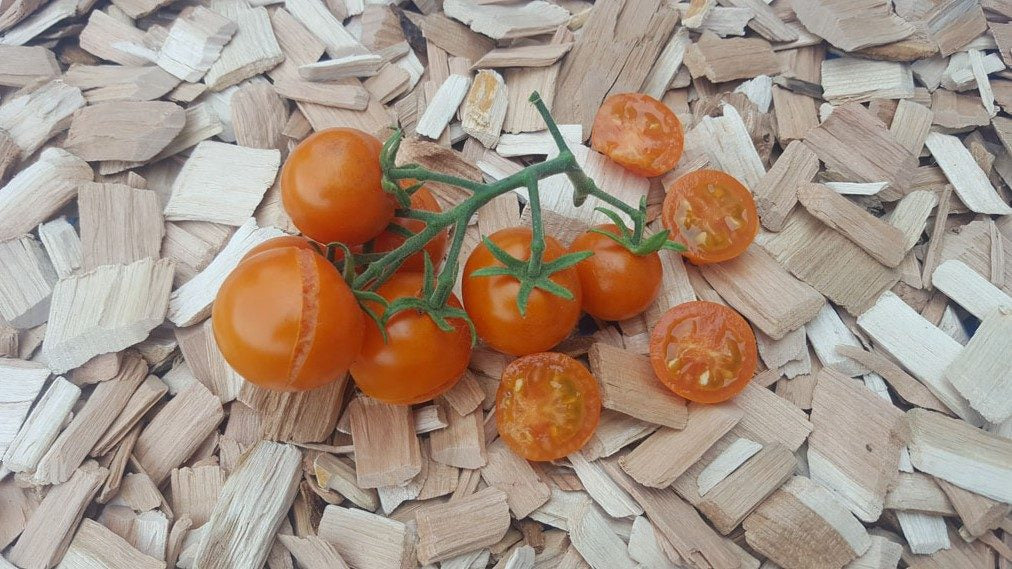 Ambrosia Orange Cherry - Tomat