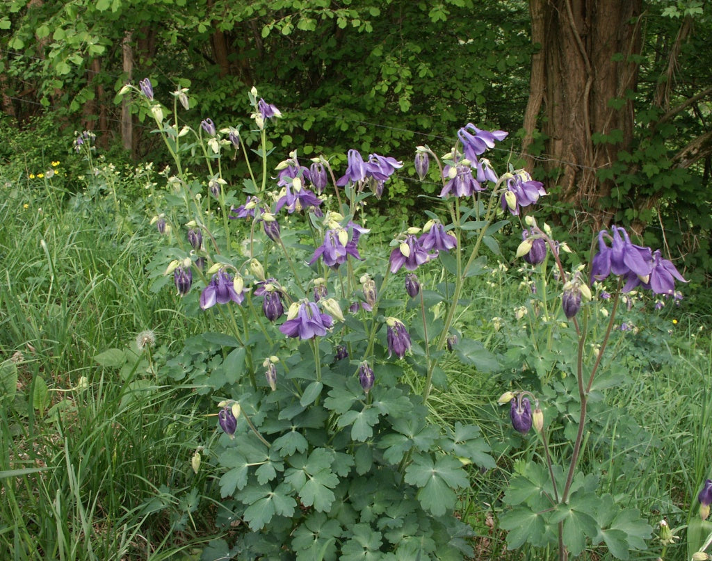 Alpe Akeleje - Aquilegia alpina