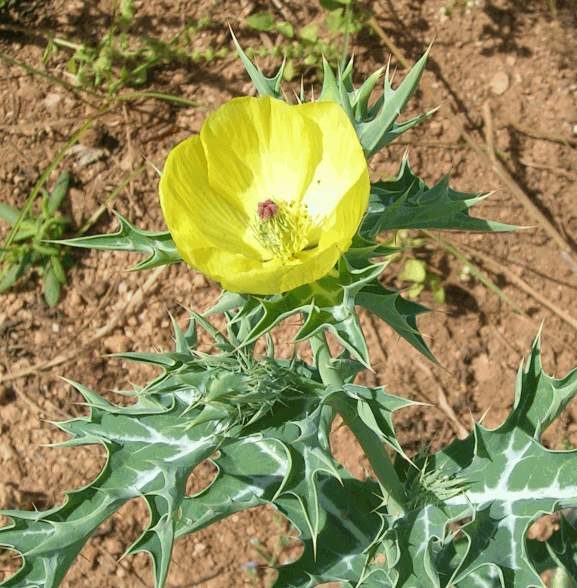 Mexicansk Pigvalmue - Argemone mexicana