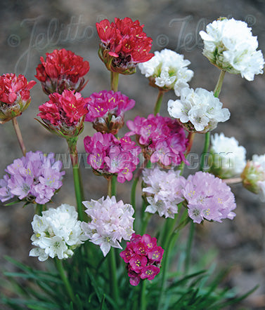 Armeria Mix - Maritima-Hybr. Ornament