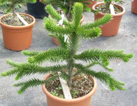 Abetræ/Abernes skræk (Araucaria araucana) !FRØ!