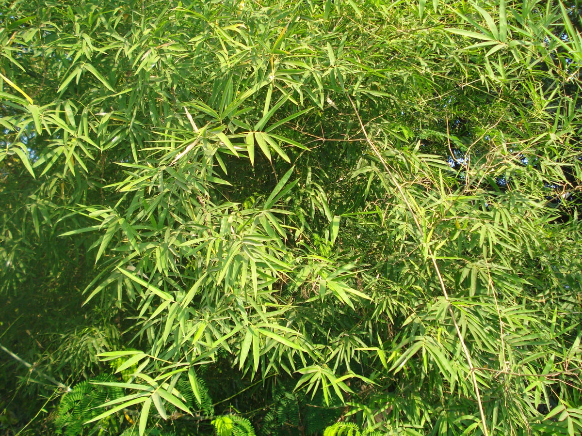 Indisk Bambus - Dendrocalamus strictus