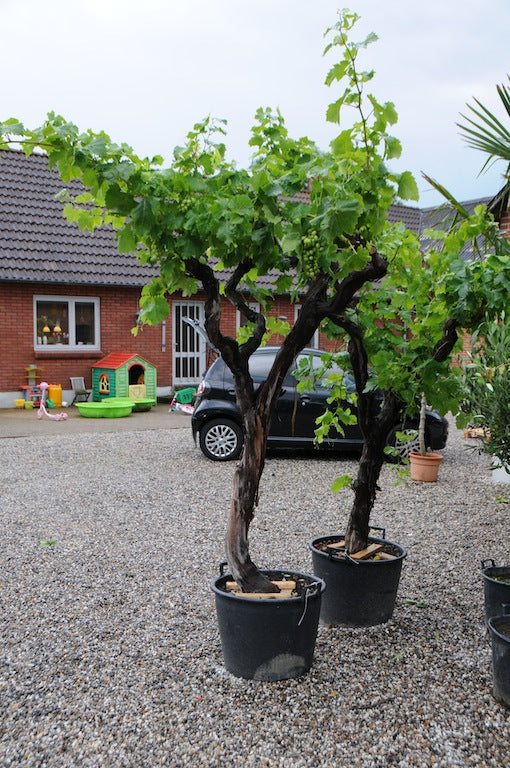 Vindrue - Vitis vinifera 'Italia'  min. 60 år gammel