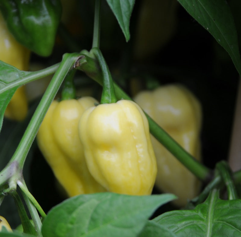 Bhut Jolokia  White - plante