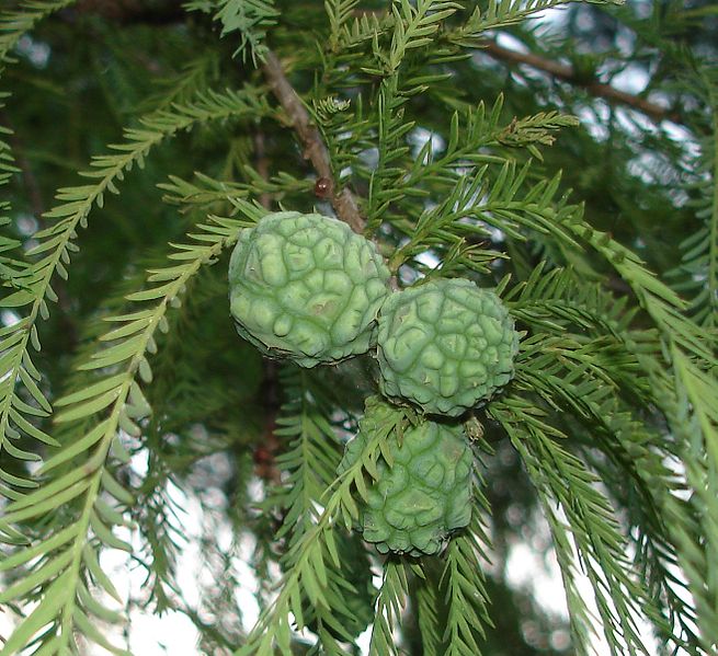 Almindelig Sumpcypres - Taxodium distichum