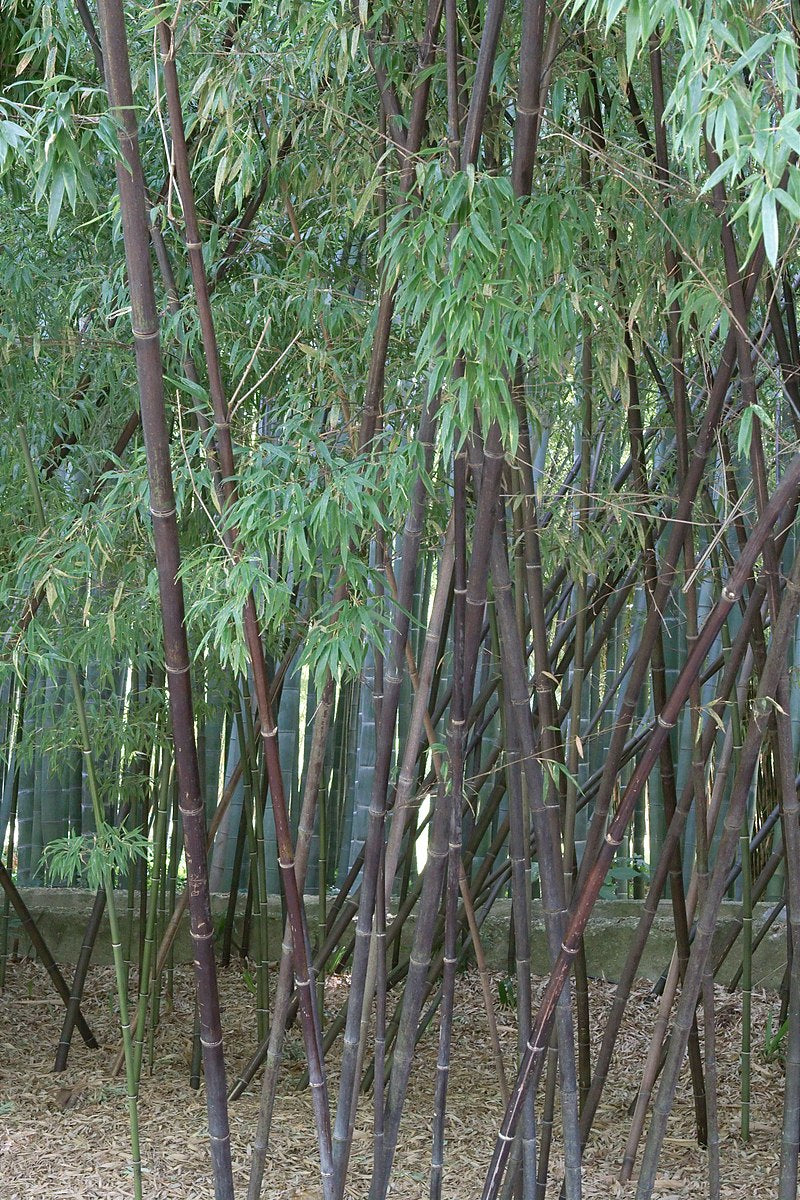 Kæmpe Bambus (Sort Bambus) Phyllostachys nigra