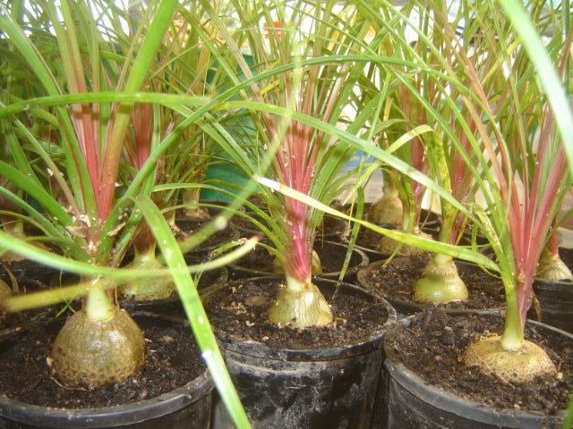 Rød Elefantfod - Beaucarnea guatemalensis