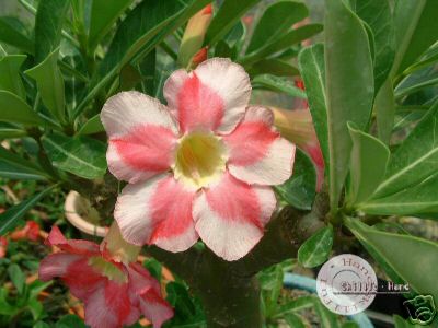 Ørkenrose - Adenium 'Beauty Cloud2'
