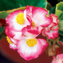 Isbegonia - Bayou Pink