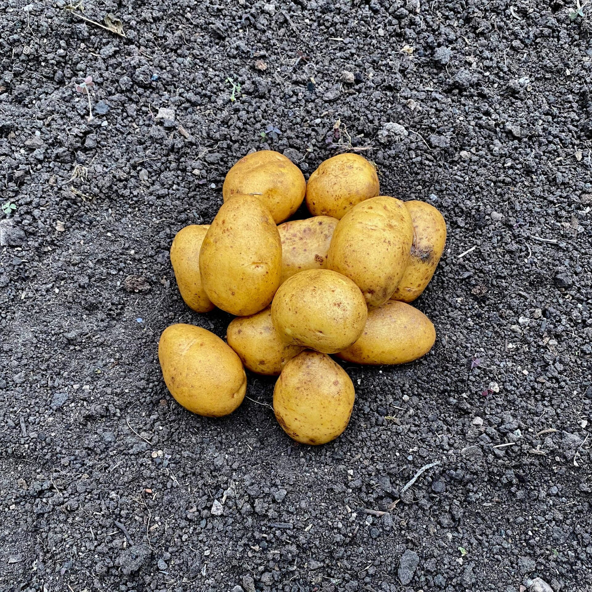 Læggekartoffel - Belinda 1,5kg - BIO